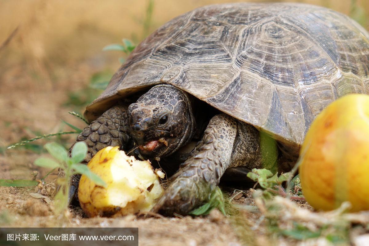 巴西乌龟喜欢吃什么食物