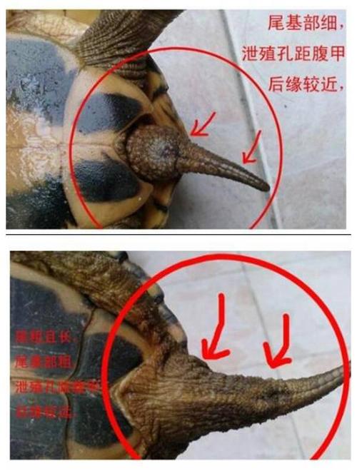 巴西乌龟怎么区分公母